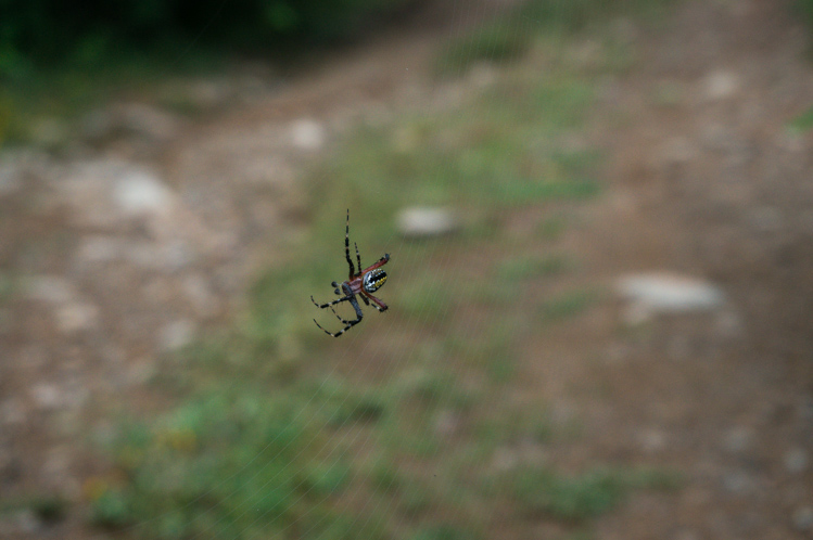 Und diese Spinnen hatten die Unsitte Netze genau auf Kopfhöhe über den Weg zu spannen